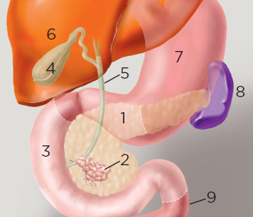 Abbildung Bauchspeicheldruese vor der Operation