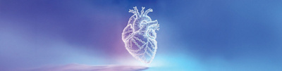 Cardiovascular_Adapts