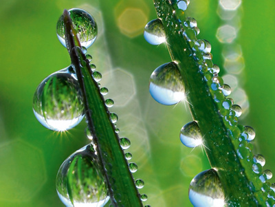 Pflanzen mit Wassertropfen - Suisse ADPKD
