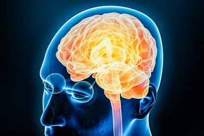 Highlighted Brain - 1152 x 768 - 1