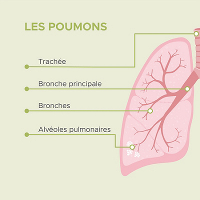Visualisation d'un poumon avec ses différents composants (à gauche)