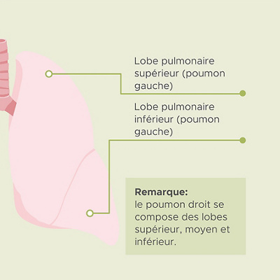Visualisation d'un poumon avec ses différents composants (à droite)