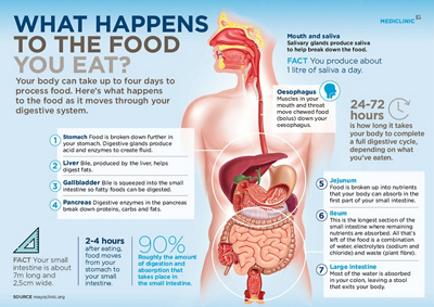 Infohub-infographic_Digestion-1