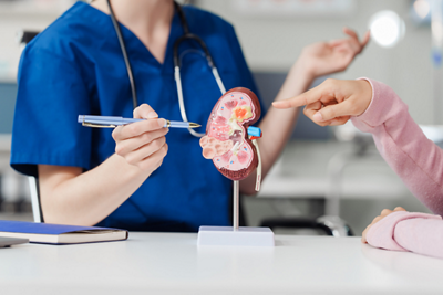 Kidney _1152x768 - 1