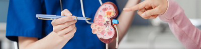 Fascinating facts about your kidneys