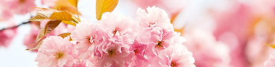 Kirschblüte