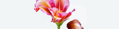 MCME Breast cancer Screening