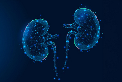 Kidneys