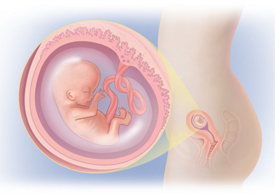 MediJupiterDevFoetus_Wk10