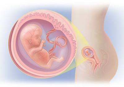 MediJupiterDevFoetus_Wk12