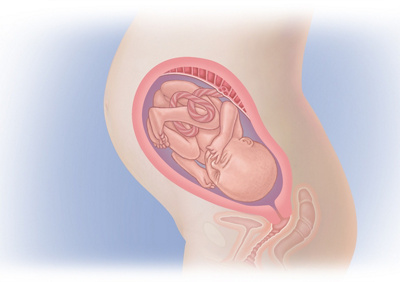 MediJupiterDevFoetus_Wk29