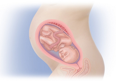 MediJupiterDevFoetus_Wk30