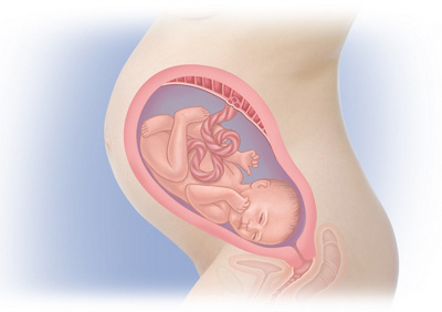 MediJupiterDevFoetus_Wk32