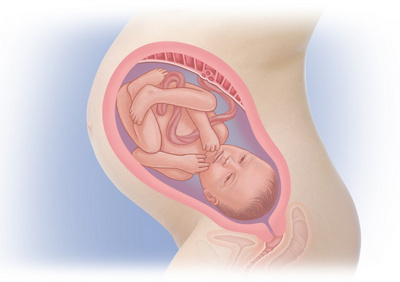 MediJupiterDevFoetus_Wk35