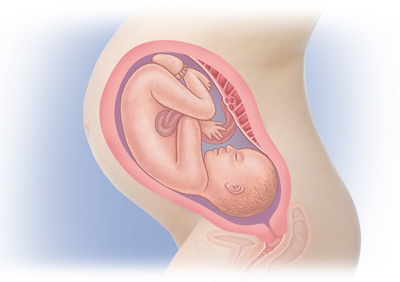 MediJupiterDevFoetus_Wk36