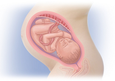 MediJupiterDevFoetus_Wk38