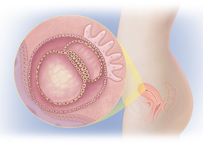 MediJupiterDevFoetus_Wk4