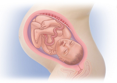 MediJupiterDevFoetus_Wk40