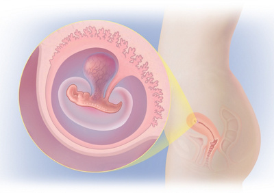 MediJupiterDevFoetus_Wk5