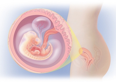 MediJupiterDevFoetus_Wk6