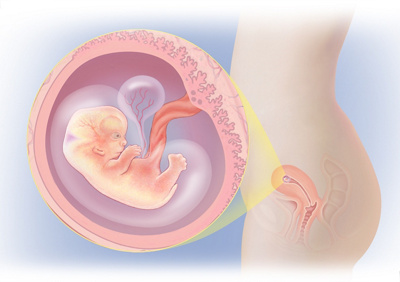 MediJupiterDevFoetus_Wk7