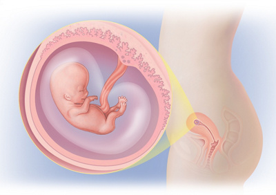 MediJupiterDevFoetus_Wk8