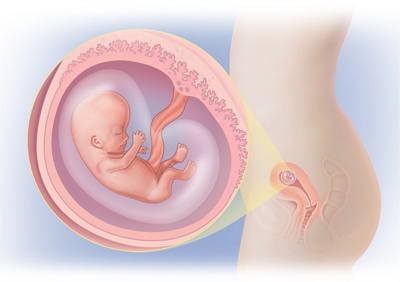 MediJupiterDevFoetus_Wk9