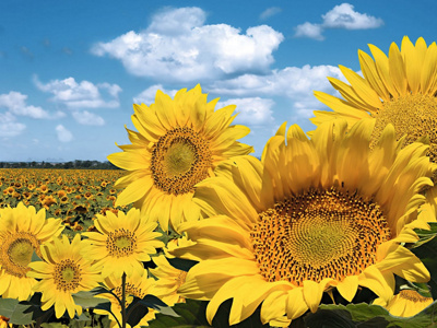 Sonnenblumefeld