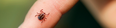 A tick on a man’s arm.
