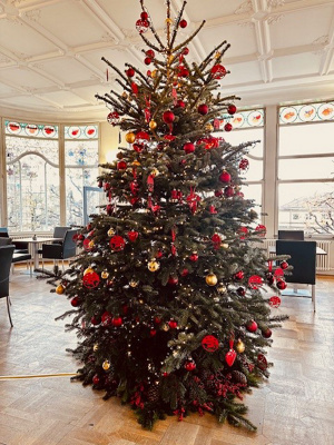 Weihnachtsbaum Cecil