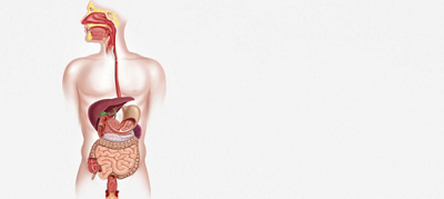 Your digestive system [infographic]