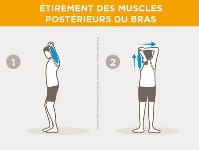 fr-hintere-oberarmmuskulatur