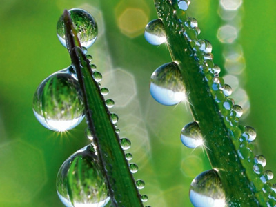 grashalm_mit_wassertropfen-content-1024x768