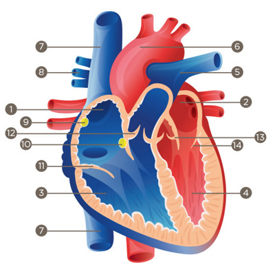 Illustration du cœur avec des chiffres