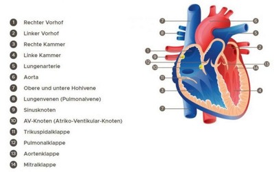 Grafik mit Herzelementen