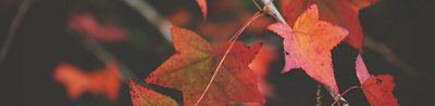 Herbstblätter