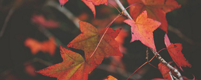 Herbstblätter in roten Farben