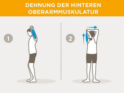 hintere-oberarmmuskulatur