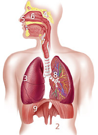 hirslanden-chronischer-husten-1