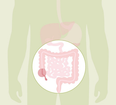 HL_20200608_Anatomie Verdauung_Feedback_03_Einzelbilder