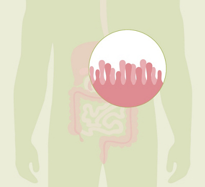 HL_20200608_Anatomie Verdauung_Feedback_03_Einzelbilder