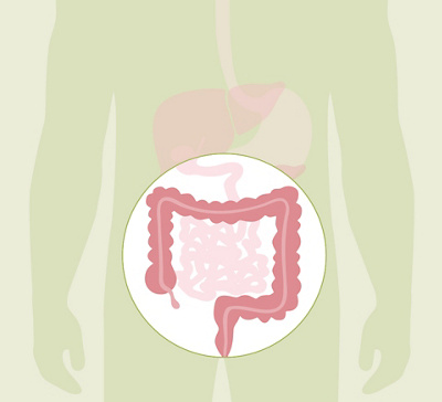 HL_20200608_Anatomie Verdauung_Feedback_03_Einzelbilder