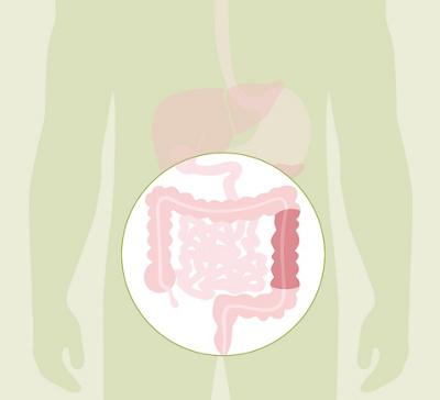 HL_20200608_Anatomie Verdauung_Feedback_03_Einzelbilder