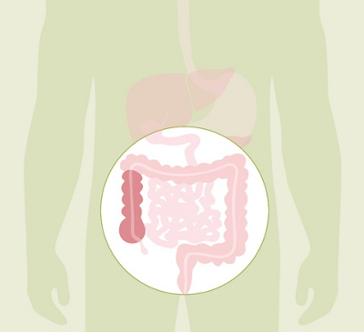 HL_20200608_Anatomie Verdauung_Feedback_03_Einzelbilder