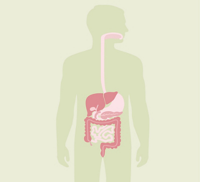 Animation Verdauungssystem