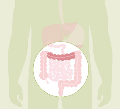 HL_20200608_Anatomie Verdauung_Feedback_03_Einzelbilder