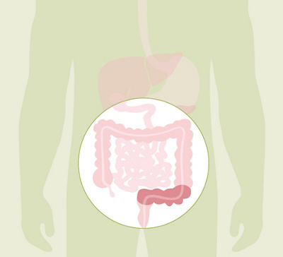 HL_20200608_Anatomie Verdauung_Feedback_03_Einzelbilder