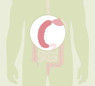 HL_20200608_Anatomie Verdauung_Feedback_03_Einzelbilder