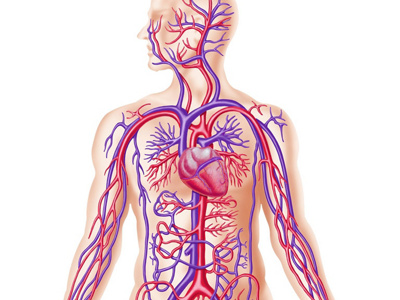 Animation Gefässsystem