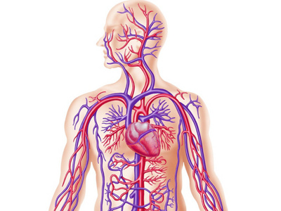 Illustration Gefässsystem 